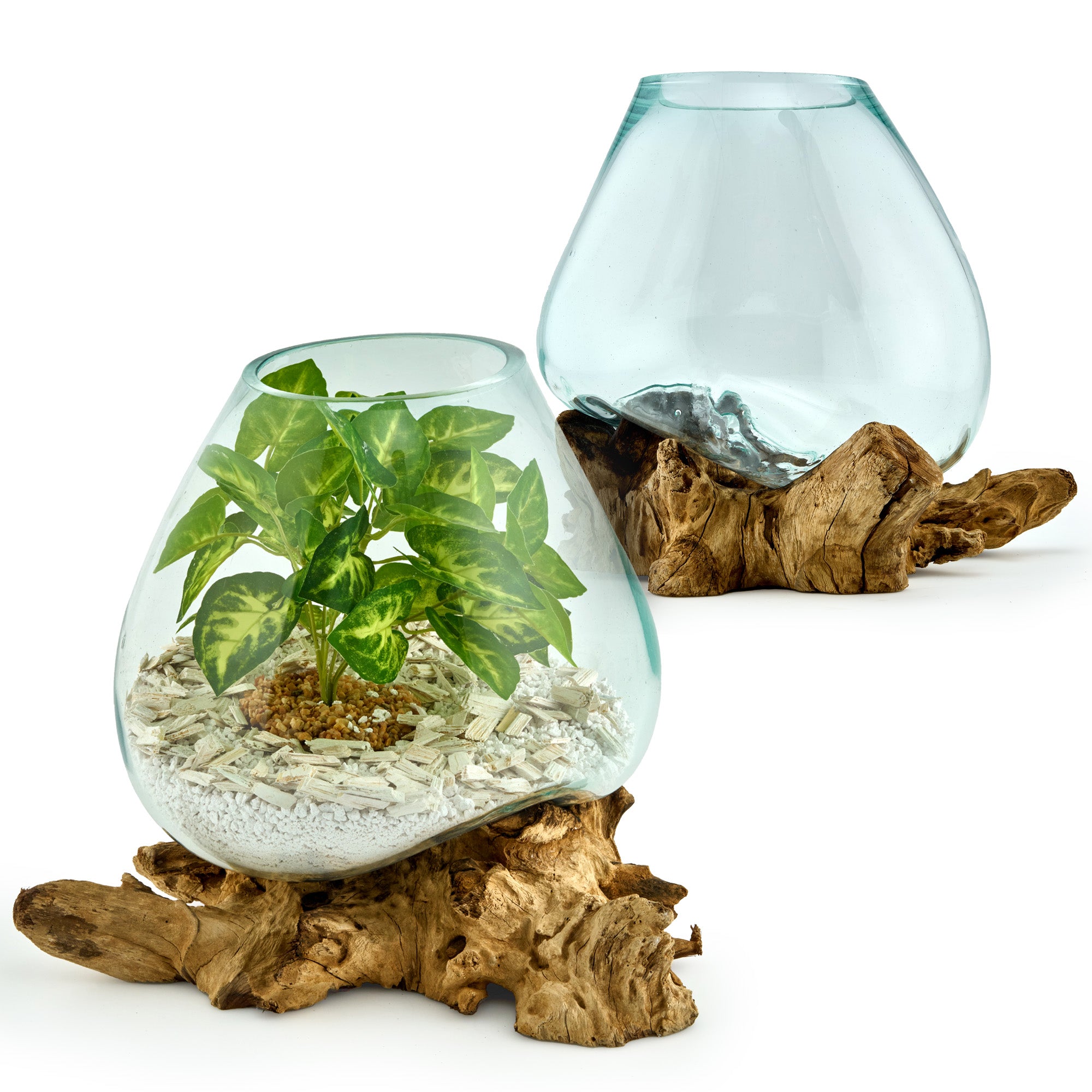 Große Glasvase auf Wurzelholz – Natur-Unikat – AlPa Living