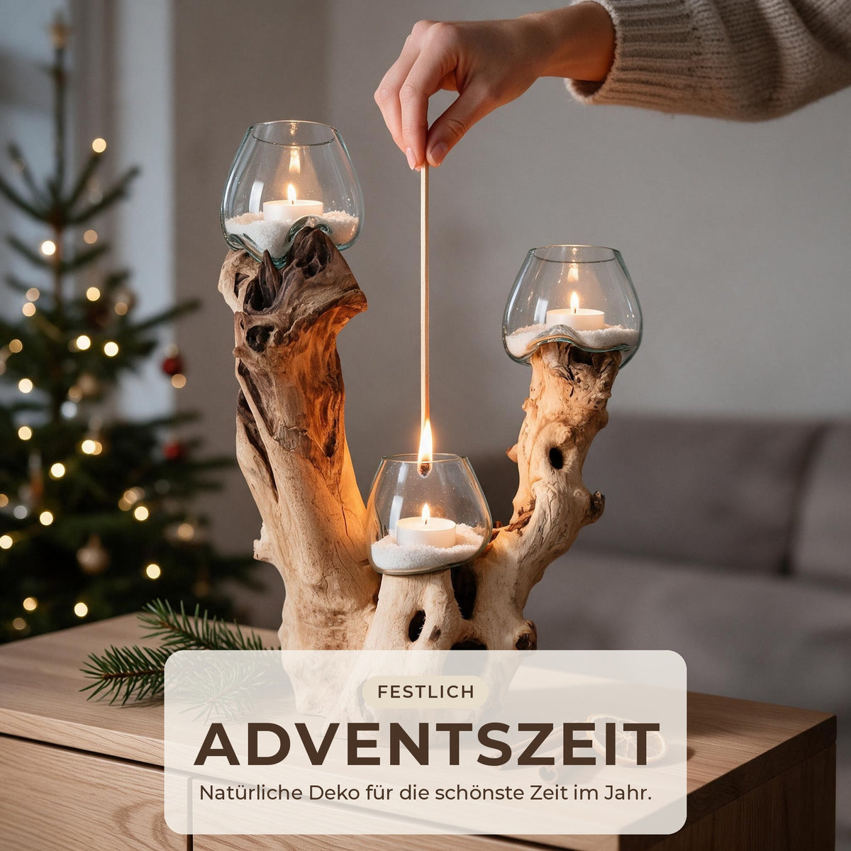 Hand zündet in der Adventszeit die Teelichter im Wurzelholz-Windlicht an, Weihnachtsbaum im Hintergrund