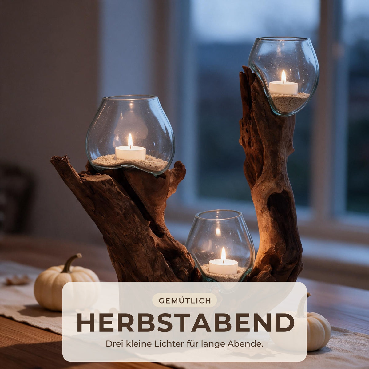 Dunkles Wurzelholz-Windlicht mit drei Teelichtern auf dem Esstisch an einem Herbstabend, kleine Kürbisse daneben