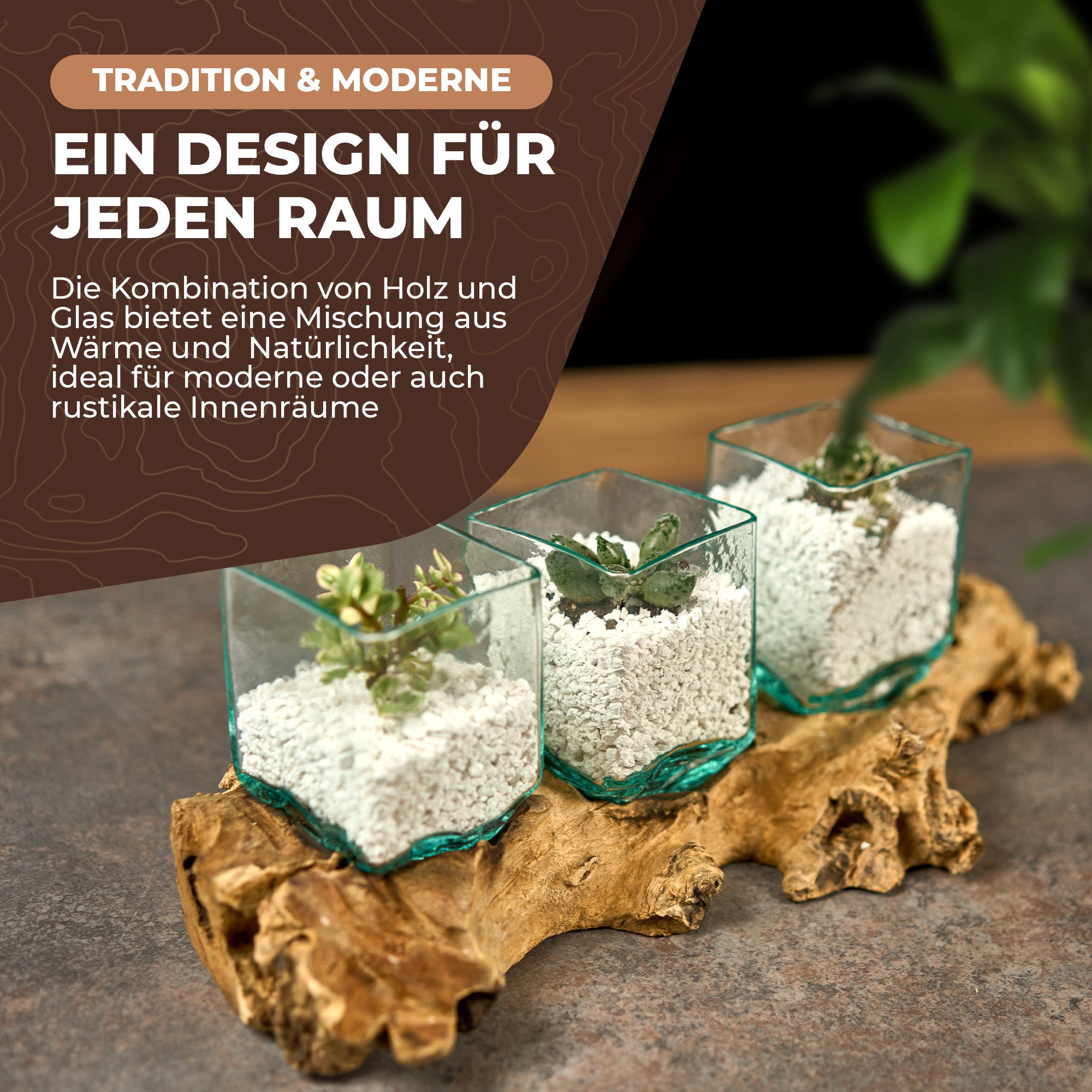 Handgefertigtes Pflanzgefäß-Set aus eckigem Glas und Wurzelholz