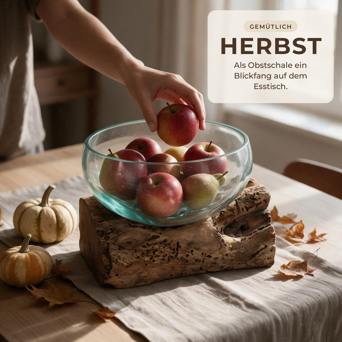 Glasschale auf Wurzelholz als Obstschale mit Äpfeln auf herbstlichem Esstisch, Hand legt einen Apfel hinein