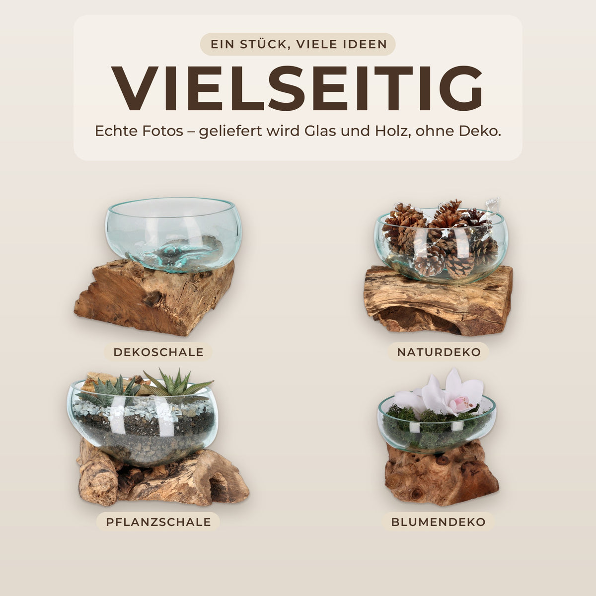 Vier Nutzungen der Glasschale auf Wurzelholz: Dekoschale, mit Zapfen, mit Sukkulenten und mit Orchidee und Moos