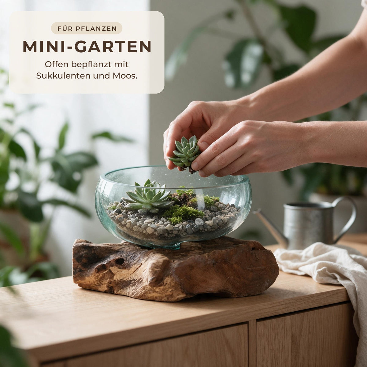 Glasschale auf Wurzelholz als offenes Mini-Terrarium, Hände setzen eine Sukkulente ein